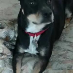 Meet your Posher, Judy